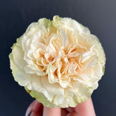 Mayra's Green Rose